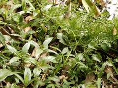 Ceriagrion auranticum