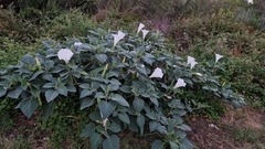 Datura innoxia
