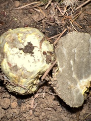 Truncocolumella citrina