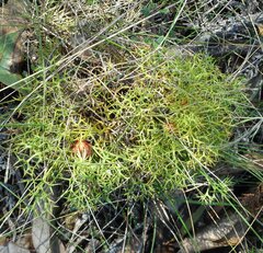 Isopogon ceratophyllus
