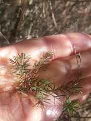 Erica arborea