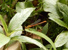 Ceriagrion auranticum