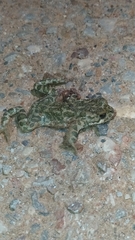 Bufotes viridis viridis