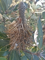 Banksia