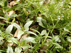 Ceriagrion auranticum