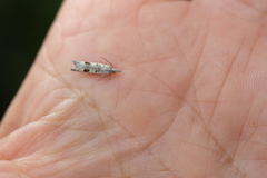 Spilonota constrictana