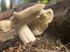 Russula xerampelina
