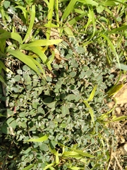Chenopodium triandrum
