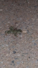 Bufotes viridis viridis