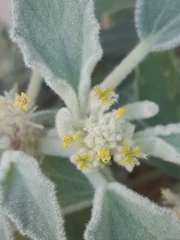 Chrozophora tinctoria