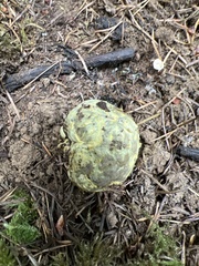 Truncocolumella citrina