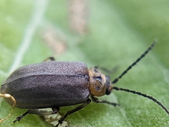 Tricholochmaea punctipennis