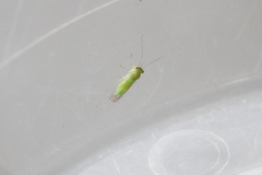 Platycorypha nigrivirga