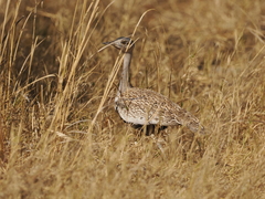 Eupodotis ruficrista
