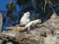 Cacatua sanguinea