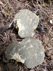 Truncocolumella citrina