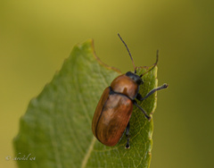 Cryptocephalus coryli