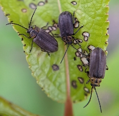 Tricholochmaea punctipennis