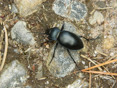 Carabus glabratus