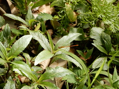 Ceriagrion auranticum