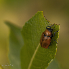 Cryptocephalus coryli