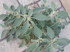 Chrozophora tinctoria