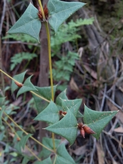 Platylobium obtusangulum