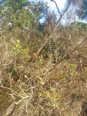 Erica arborea
