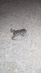 Bufotes viridis viridis