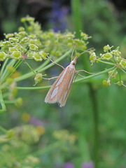 Catoptria caucasicus