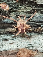Lophopilio palpinalis