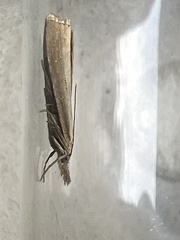 Agriphila straminella