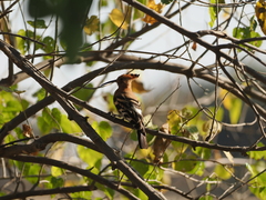 Upupa epops africana