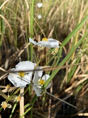 Sagittaria graminea