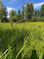 Cenolophium denudatum
