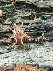 Lophopilio palpinalis