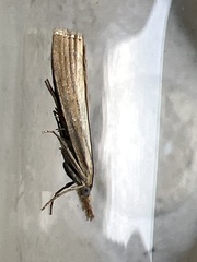 Agriphila straminella