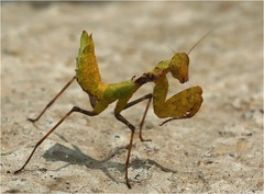 Schizomantodea