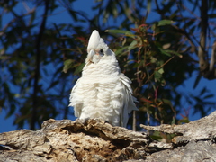 Cacatua sanguinea