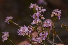 Thryptomene