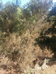 Erica arborea