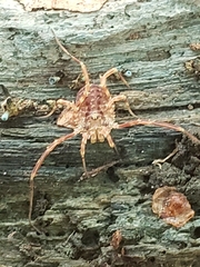 Lophopilio palpinalis