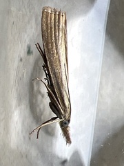 Agriphila straminella