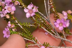 Thryptomene