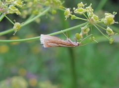 Catoptria caucasicus