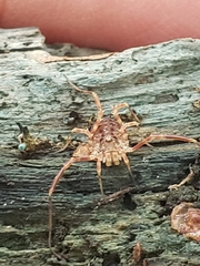 Lophopilio palpinalis