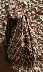 Tholera decimalis