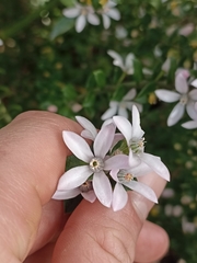 Philotheca buxifolia