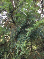 Taxus baccata