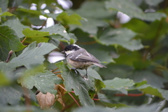 Periparus ater